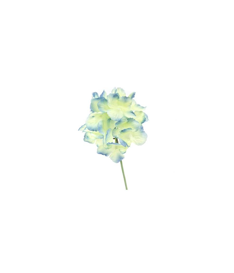 hortensia