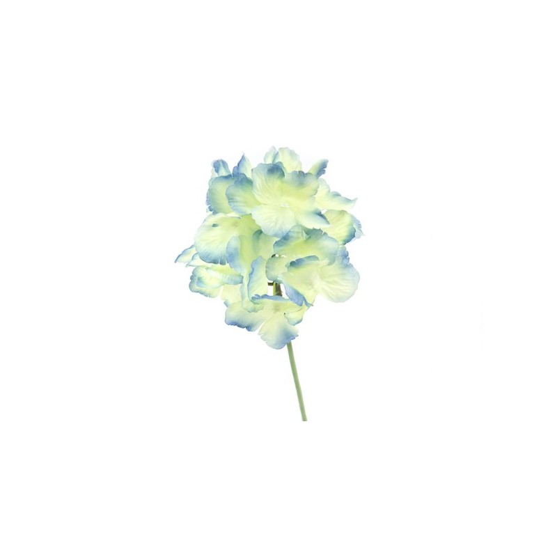 hortensia