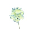 hortensia