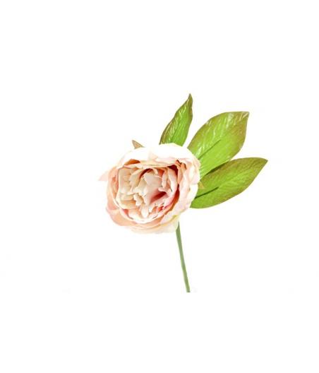pivoine
