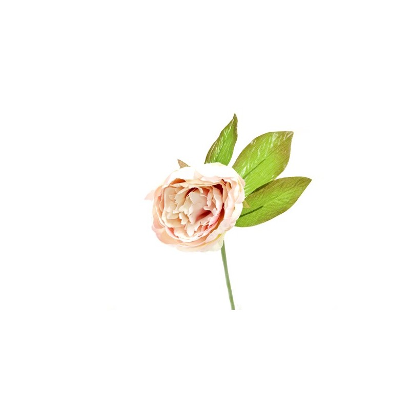 pivoine