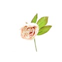 pivoine