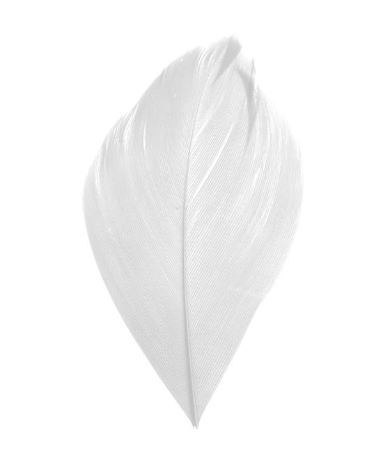 PLUME BLANCHE
