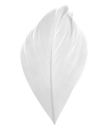 PLUME BLANCHE