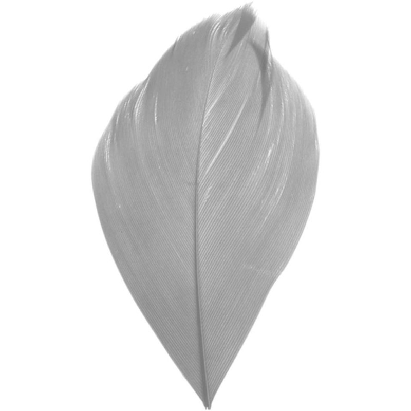 plume grise