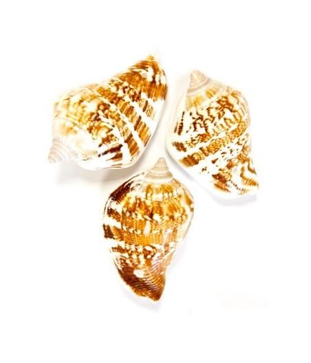 Mariage bapteme communion