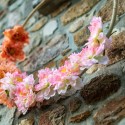 couronne de 6 pivoines