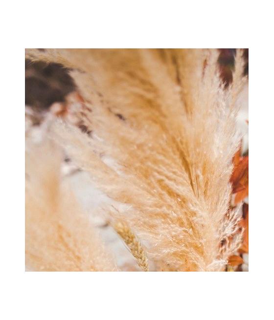 Maxi branche de pampa naturel