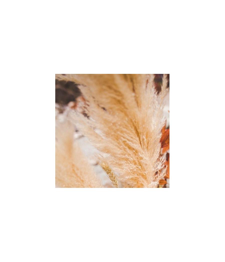 Maxi branche de pampa naturel