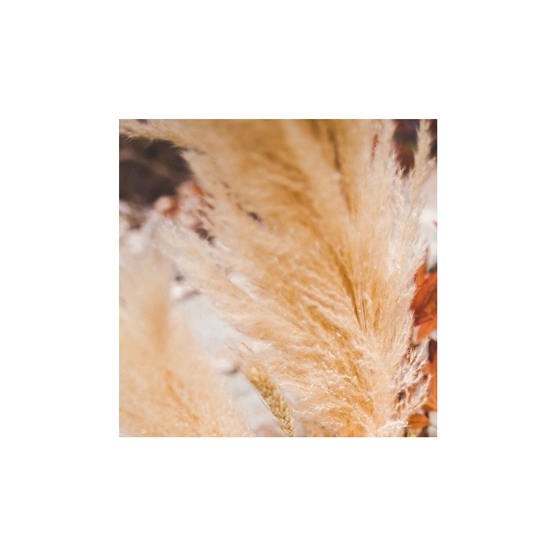 Maxi branche de pampa naturel