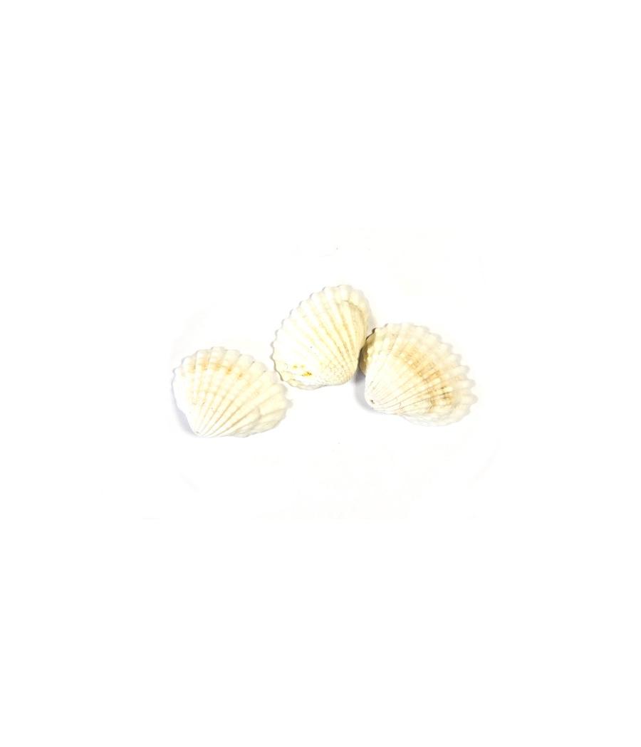 COQUILLAGE DECOR