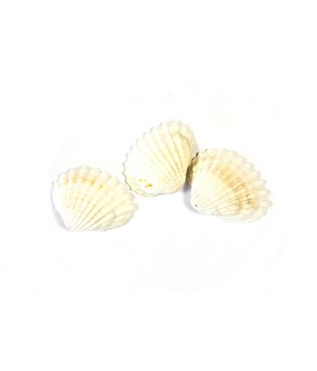 COQUILLAGE DECOR