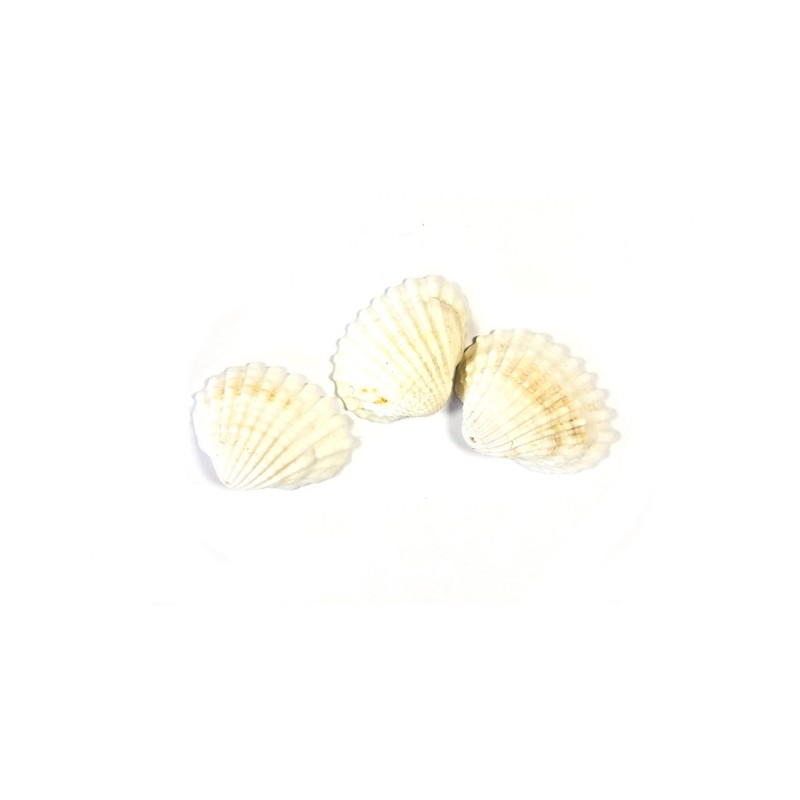 COQUILLAGE DECOR