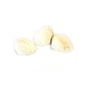 COQUILLAGE DECOR